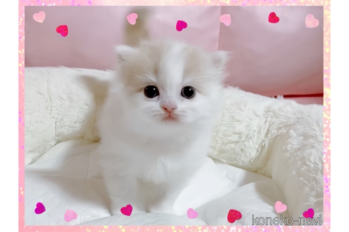 成約済の愛媛県のスコティッシュフォールド-74970の5枚目